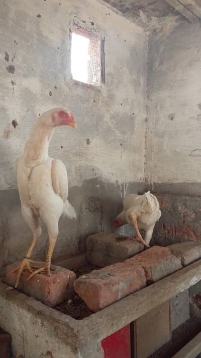 White shamo female's