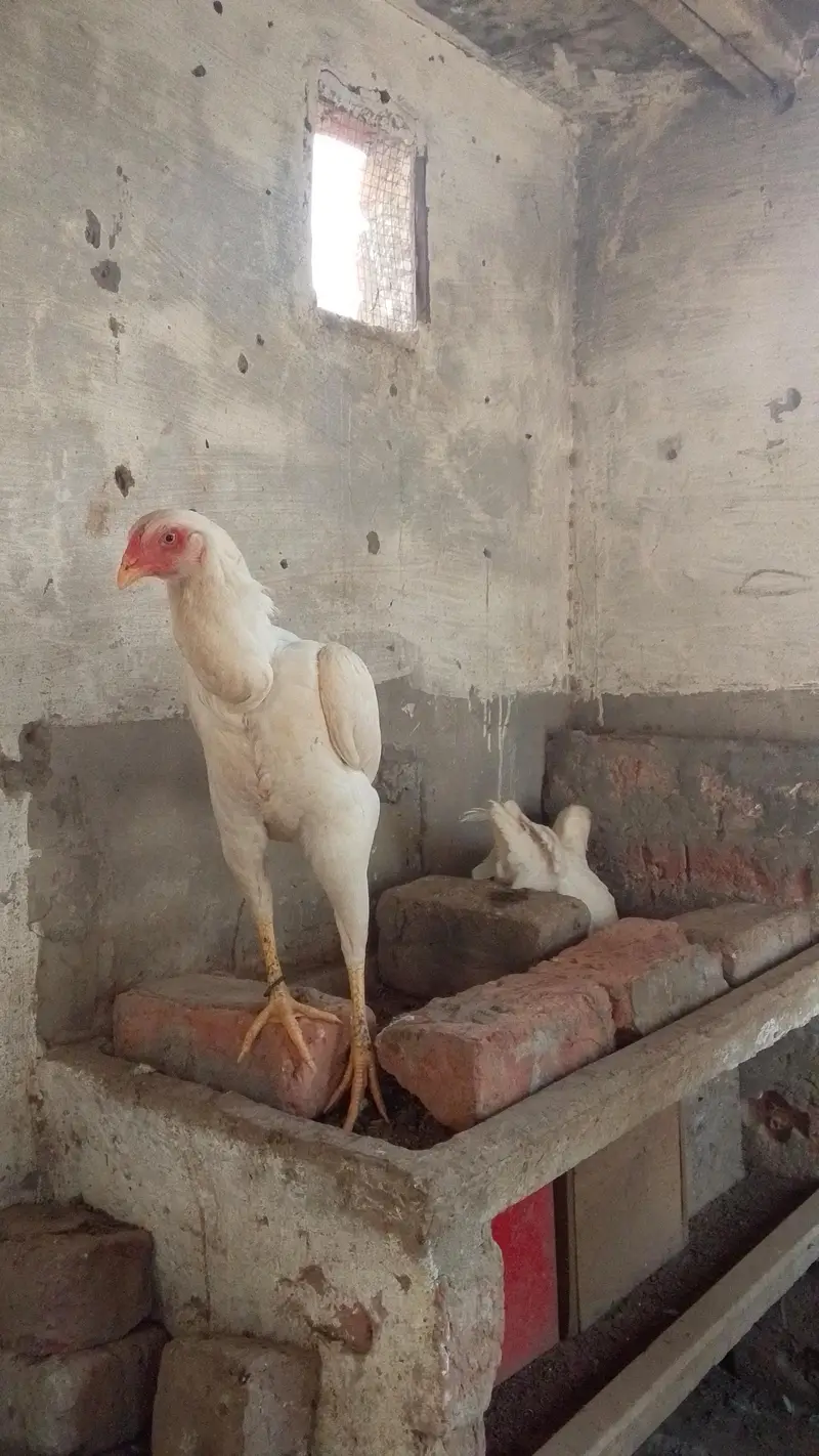 White shamo female's — photo 2
