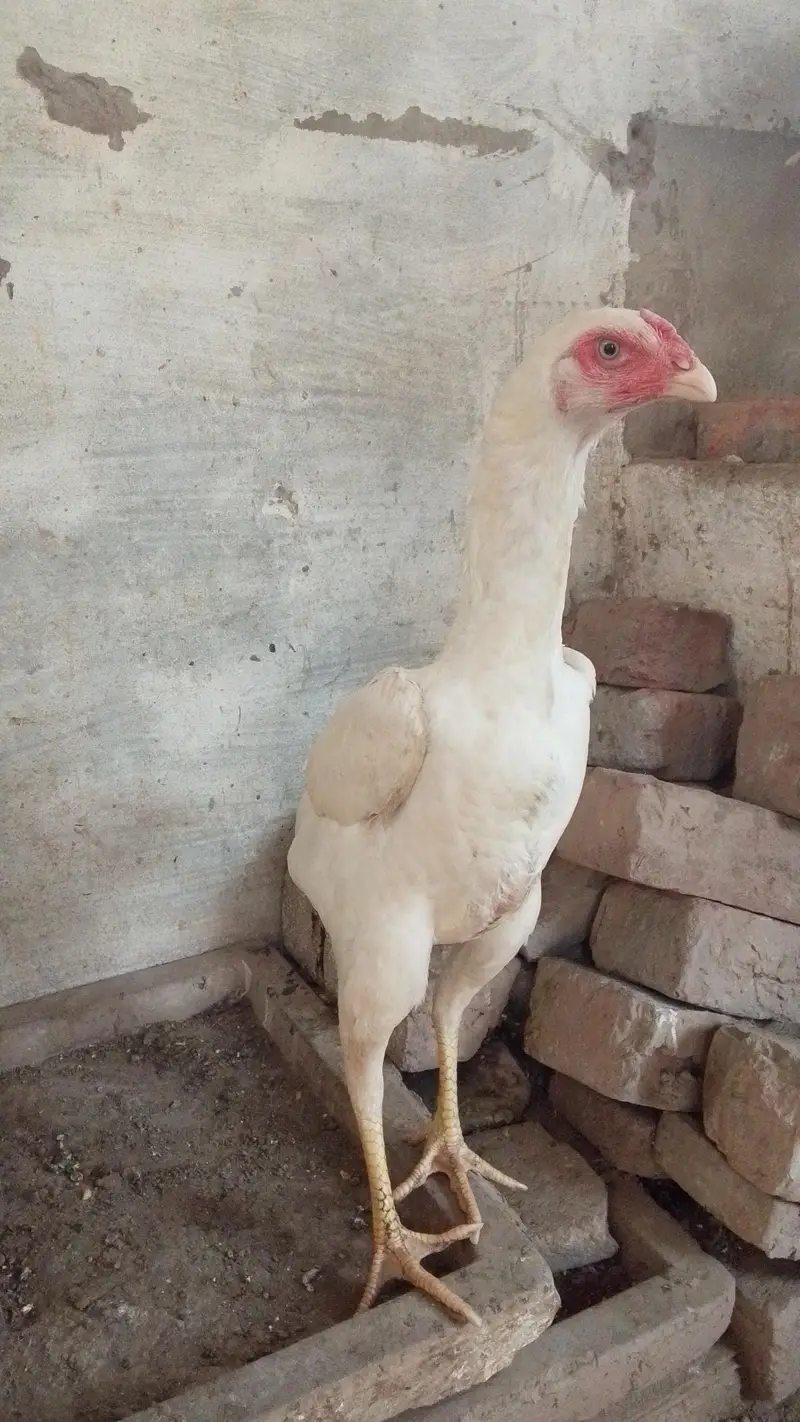 White shamo female's — photo 3