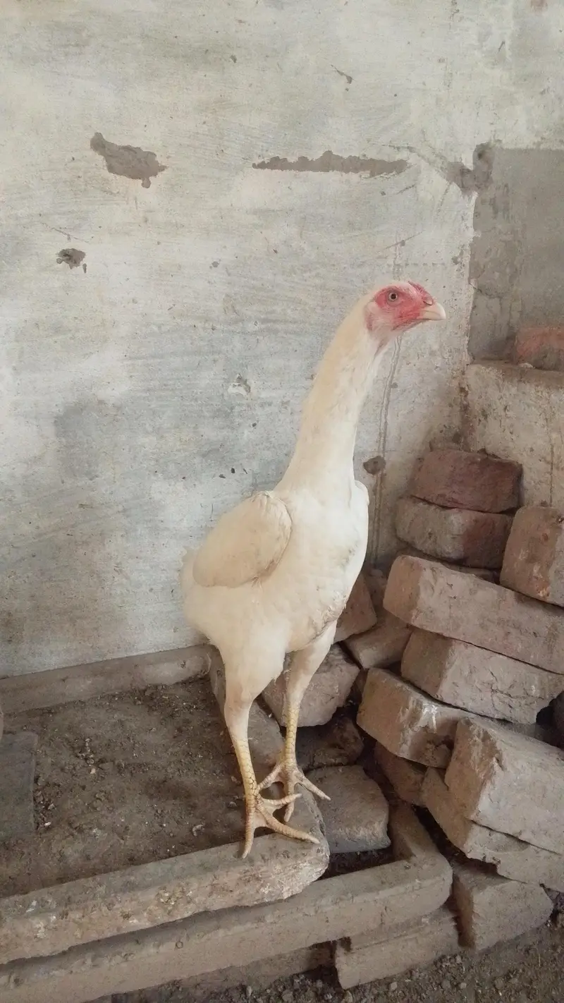 White shamo female's — photo 4