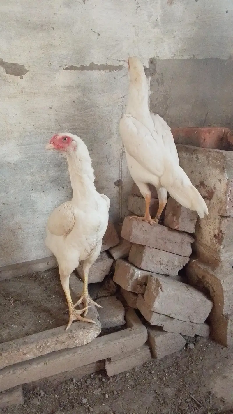 White shamo female's — photo 5