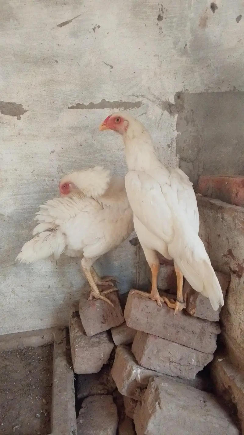White shamo female's — photo 6