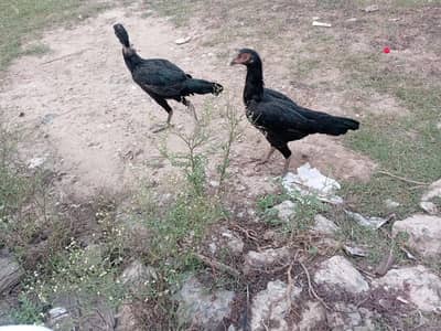 aseel male and female