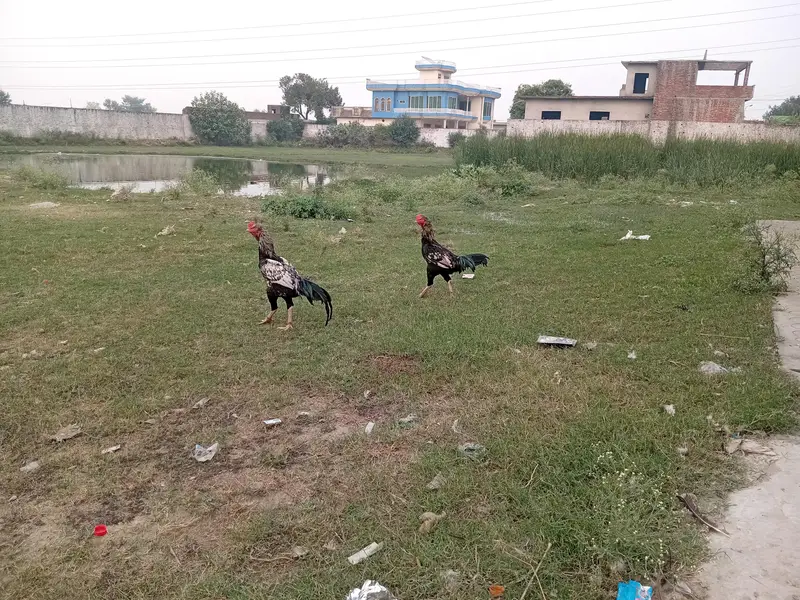 aseel male and female — photo 2