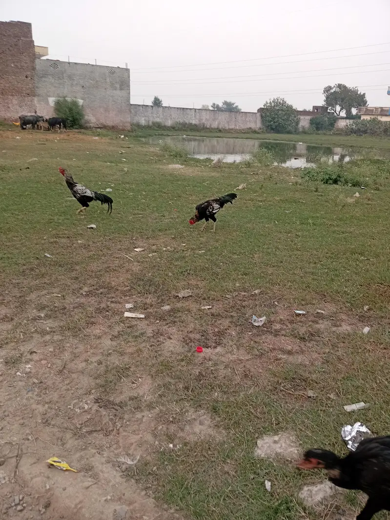 aseel male and female — photo 3