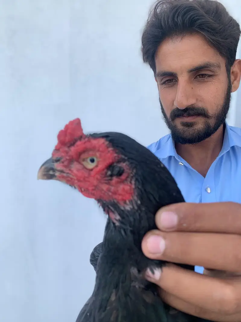 Aseel lasani mushki — photo 4