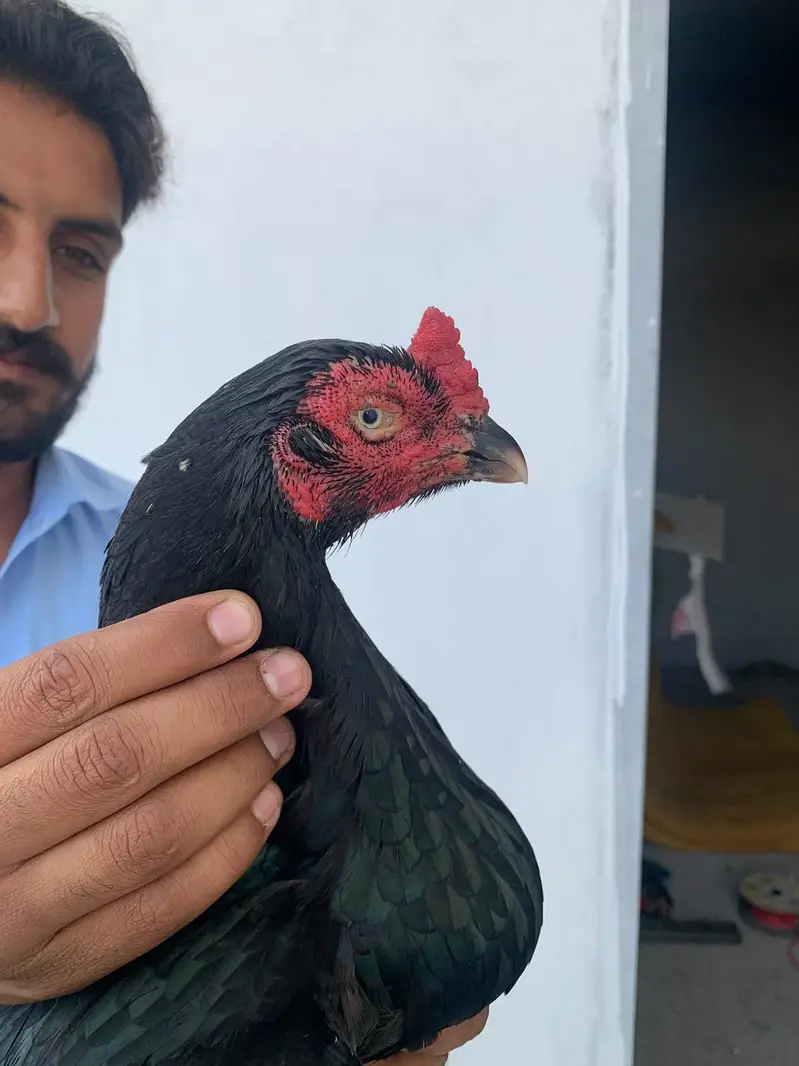 Aseel lasani mushki — photo 6
