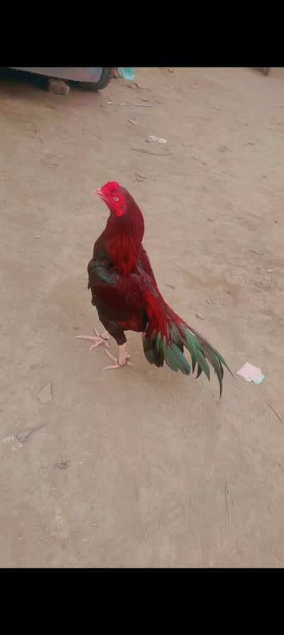 lakha murga