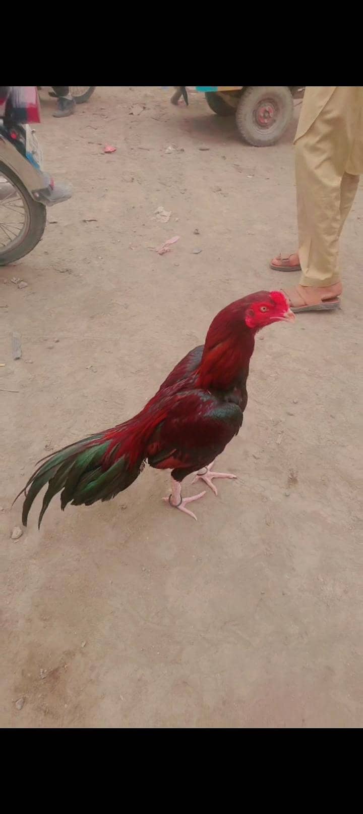 lakha murga 1