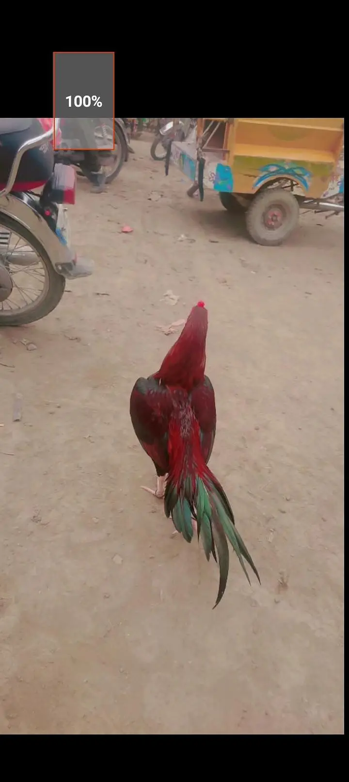 lakha murga — photo 3