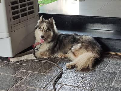 Siberian Husky