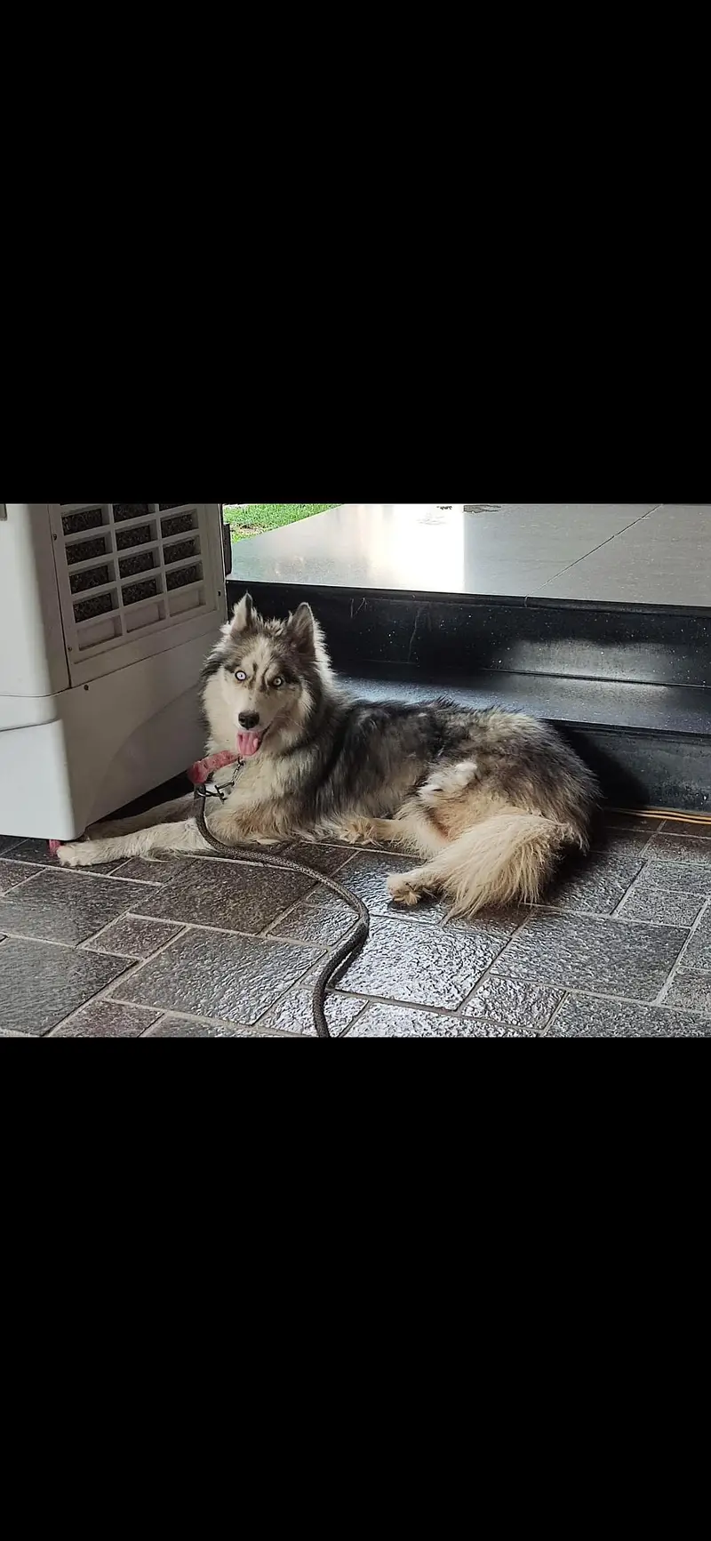 Siberian Husky — photo 2