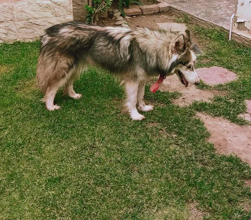 Siberian Husky — photo 3