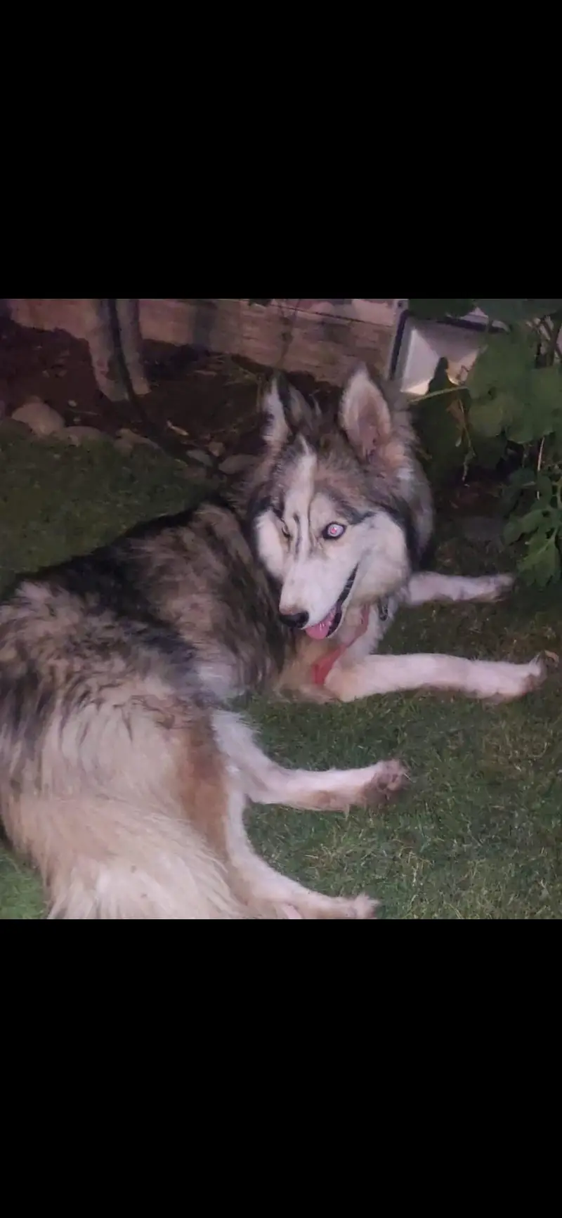 Siberian Husky — photo 4