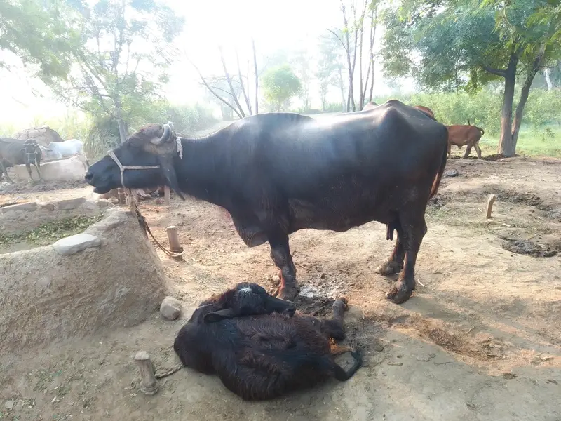 buffalo With katti