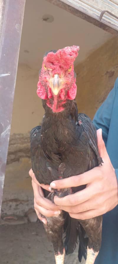 3 beautiful murgha for sale