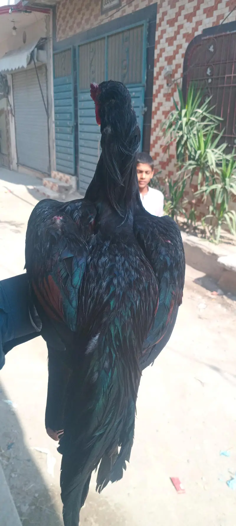 3 beautiful murgha for sale — photo 2