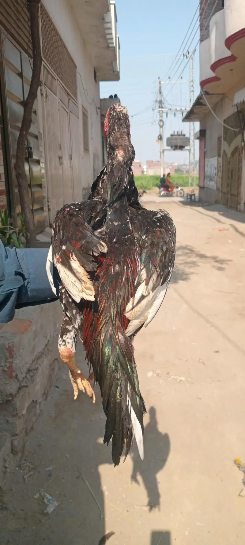 3 beautiful murgha for sale — photo 4