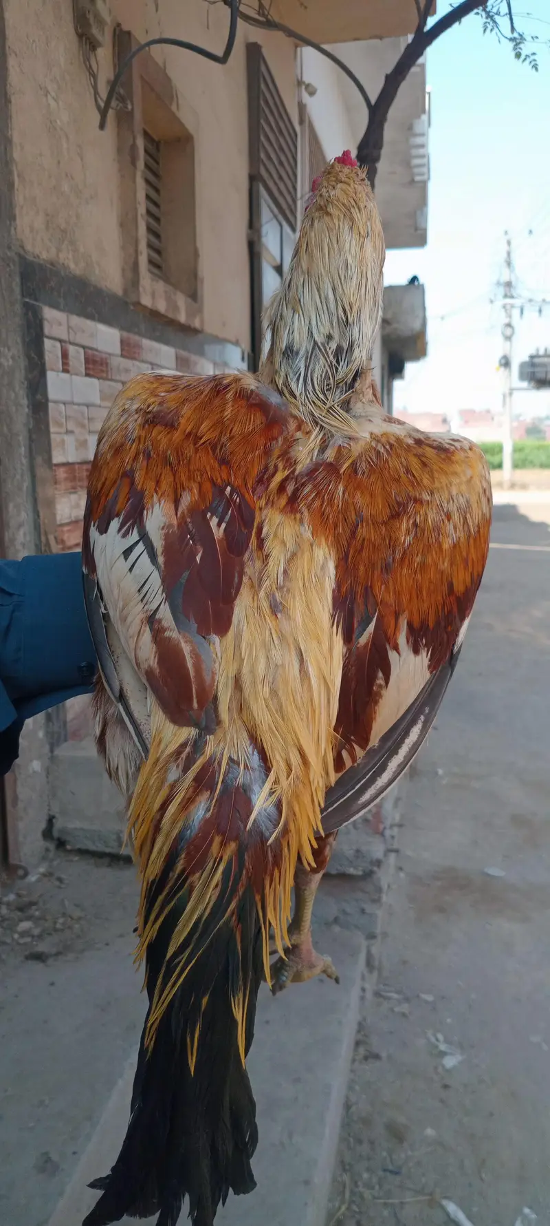 3 beautiful murgha for sale — photo 9