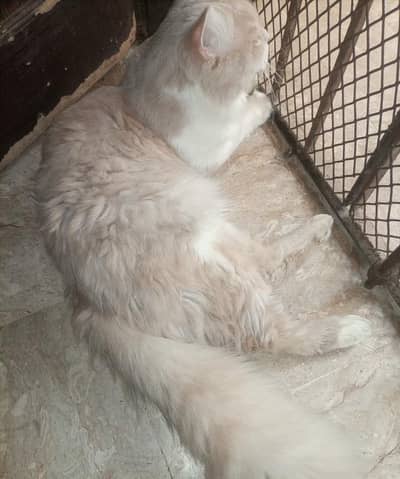 Persian male cat