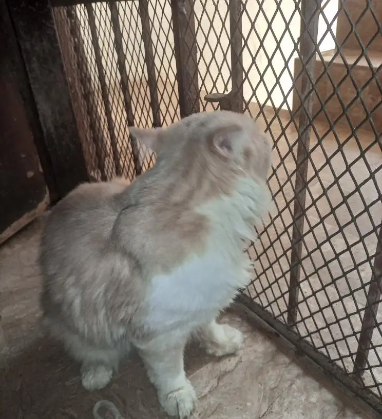 Persian male cat — photo 2