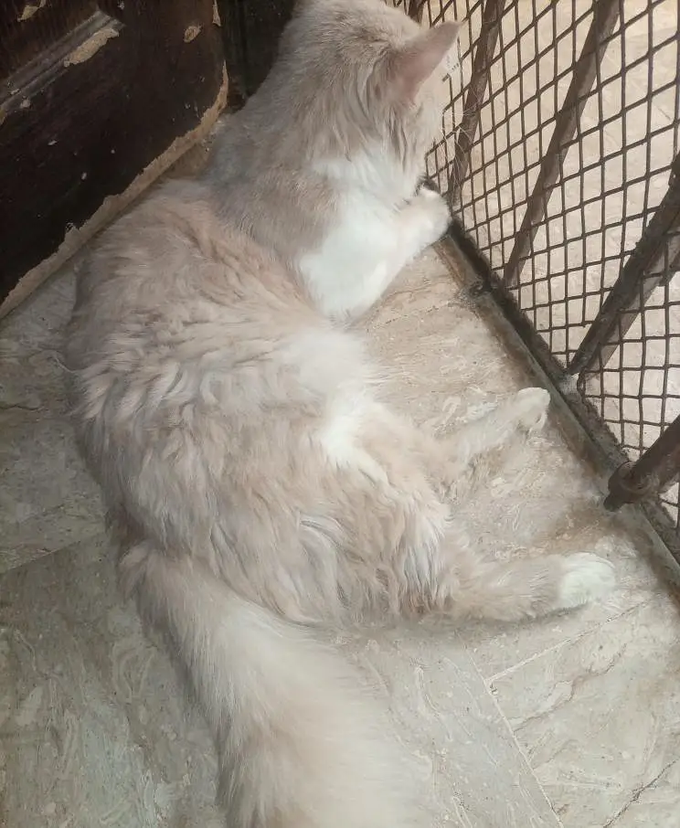 Persian male cat — photo 3