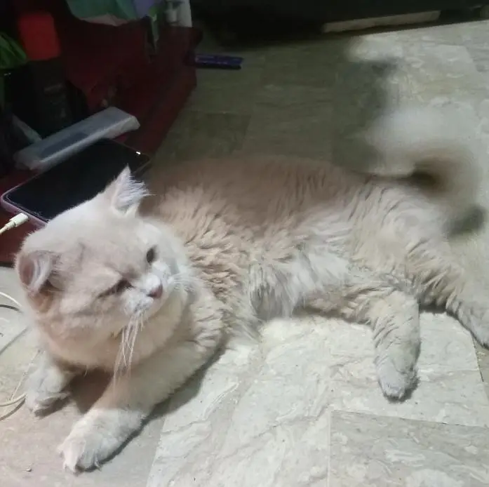 Persian male cat — photo 4