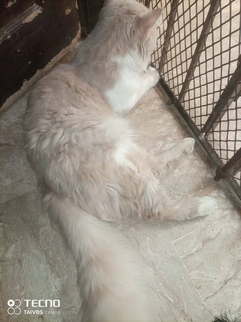 Persian male cat — photo 5