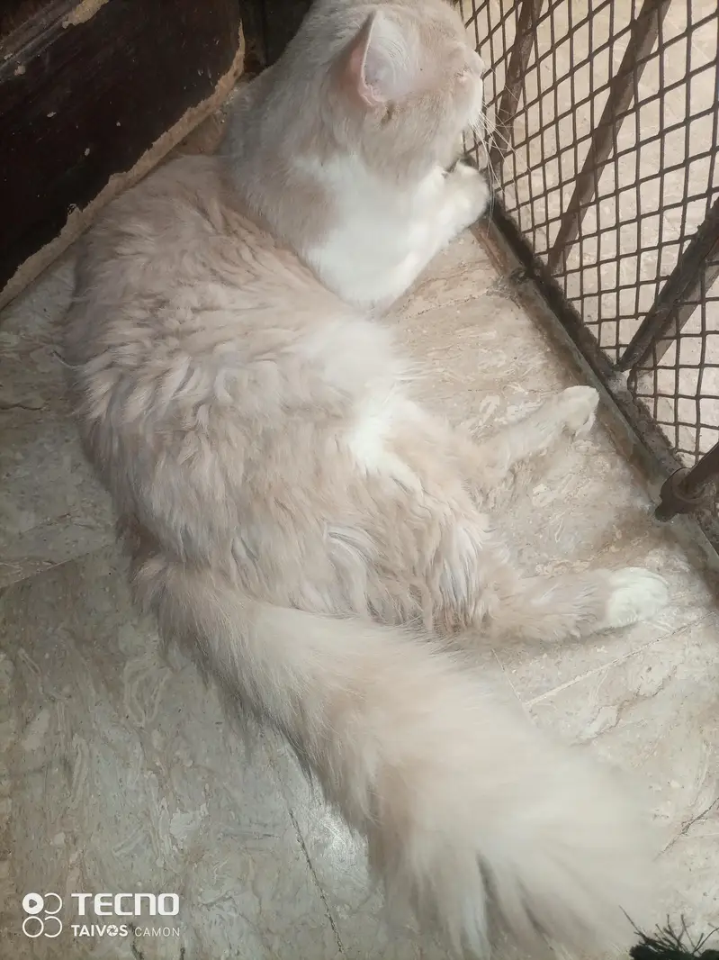 Persian male cat — photo 6