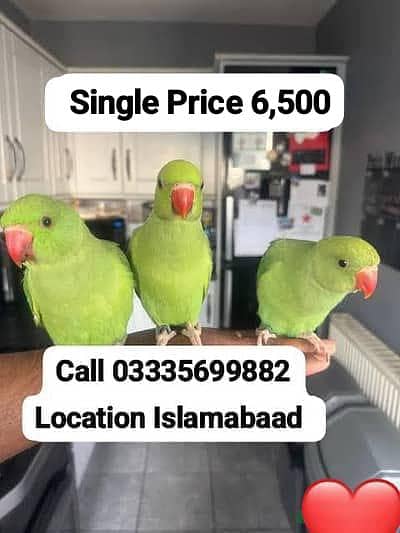 Single 6,500 Hand Tamed Friendly Green Ring Neck Male/Female Parrot's