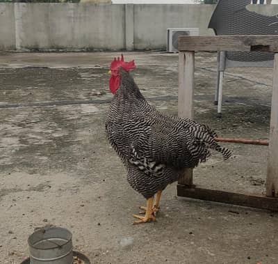 Plymouth Rock breeder and Lakenvelder chicks available