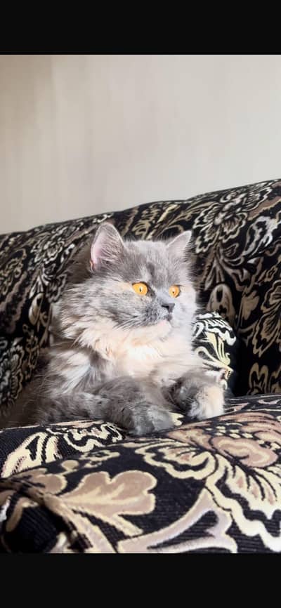 Persian cat for sale