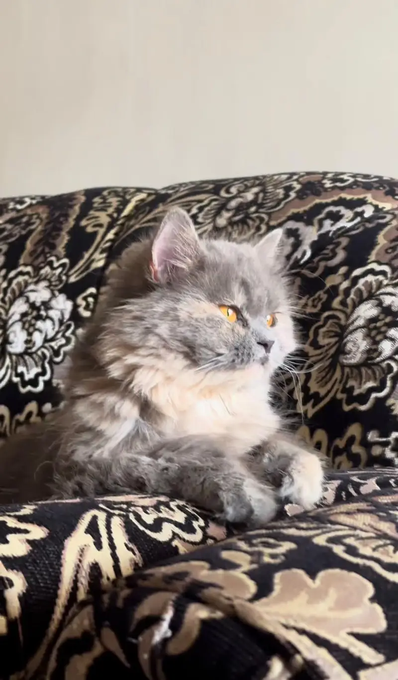 Persian cat for sale — photo 2
