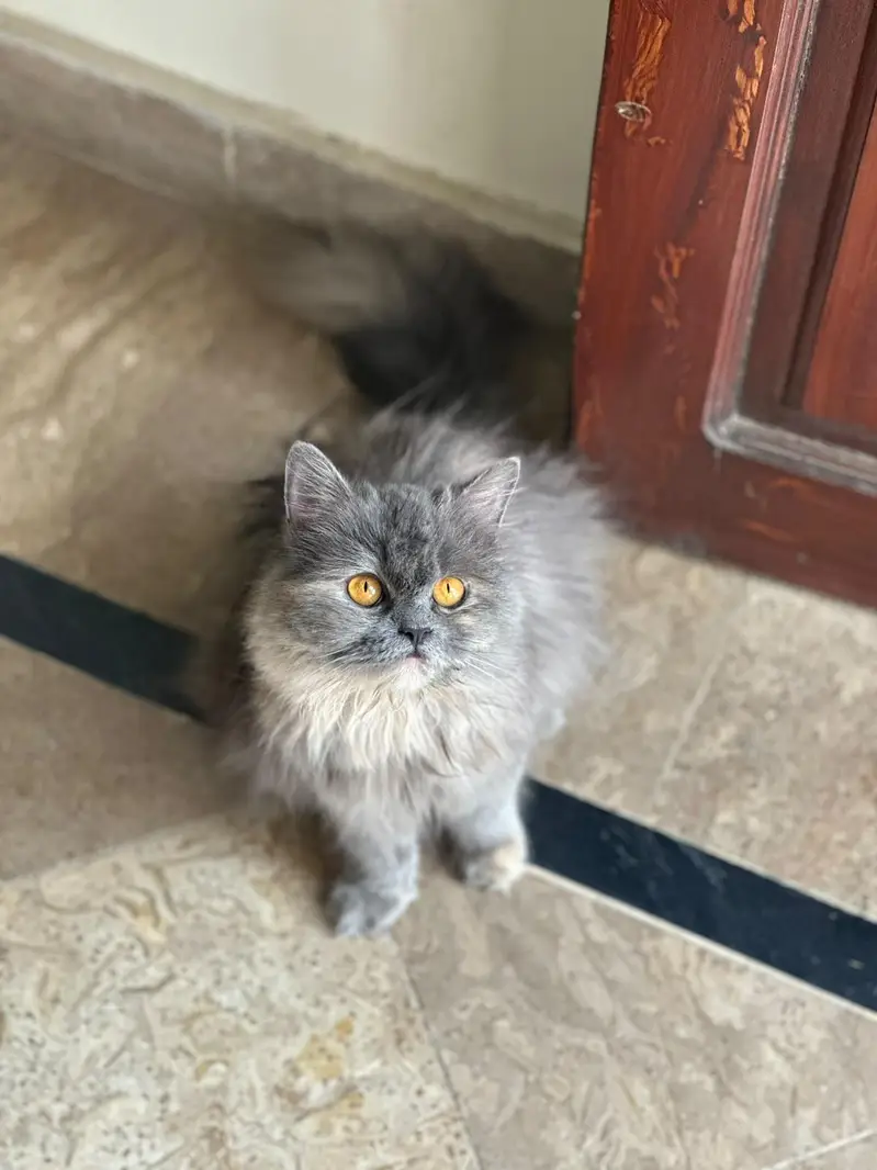 Persian cat for sale — photo 3
