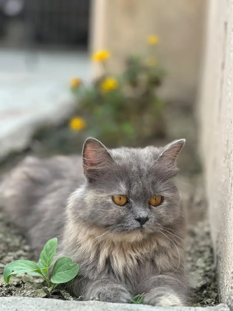 Persian cat for sale — photo 4