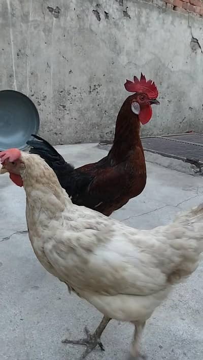 desi murgi murga anda wali