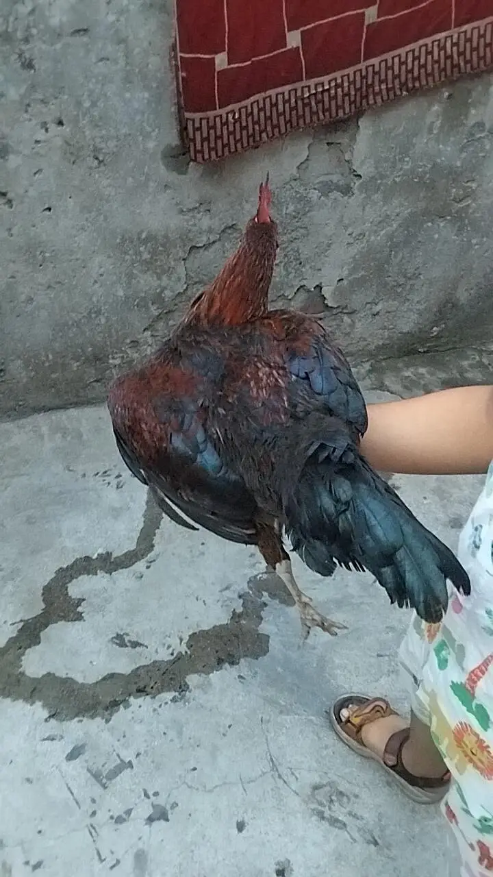 desi murgi murga anda wali — photo 2