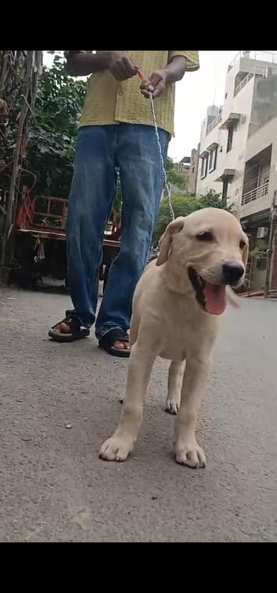 Labrador Male Puppy