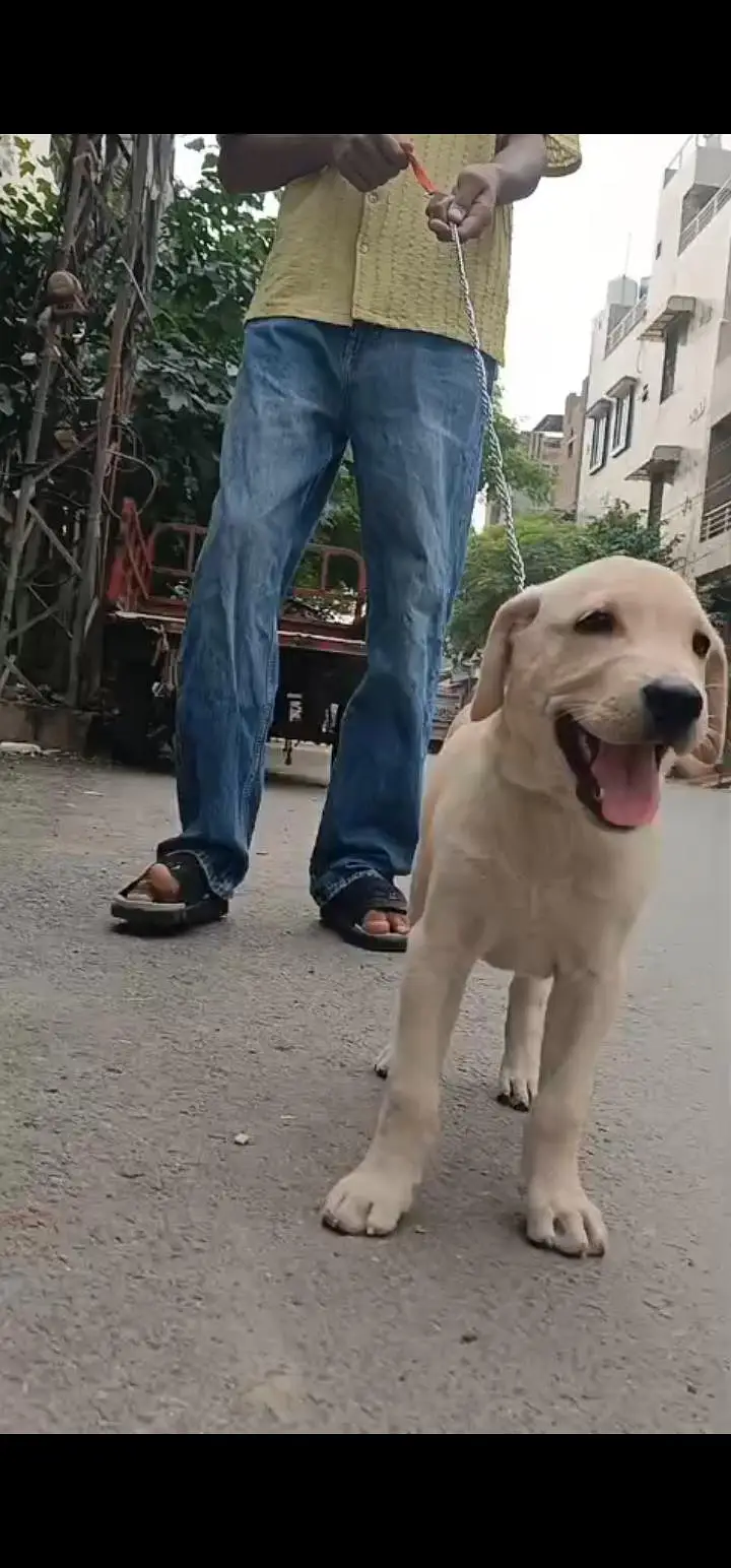 Labrador Male Puppy — photo 2
