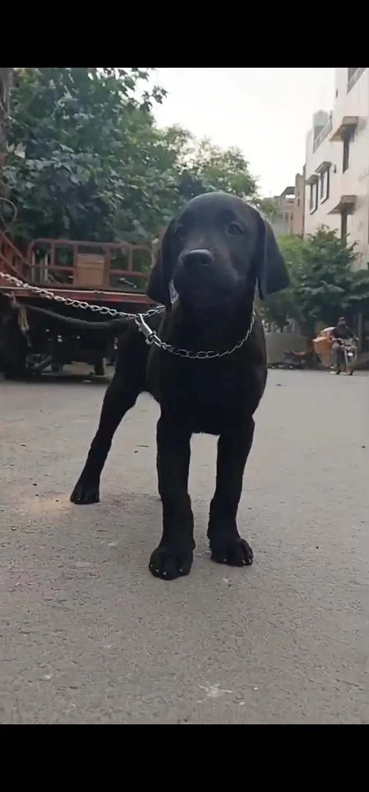 Labrador Male Puppy — photo 3