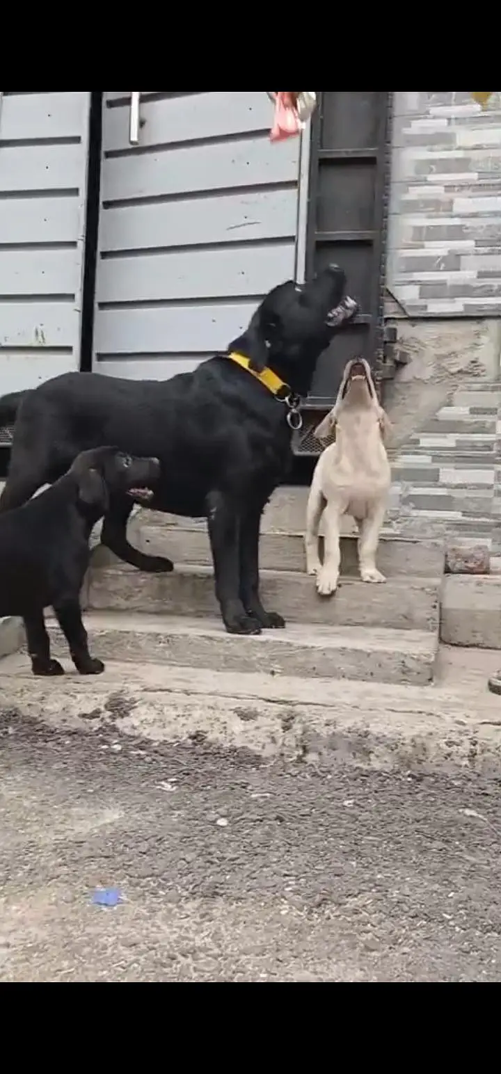 Labrador Male Puppy — photo 4