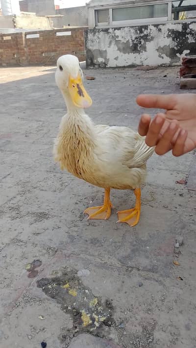 Breader Pair for Sale