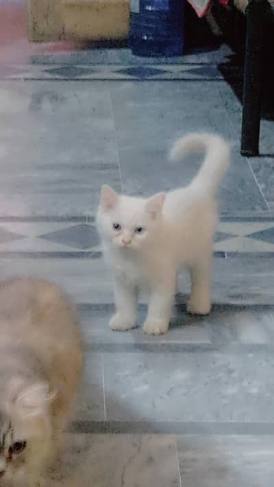 home male cats