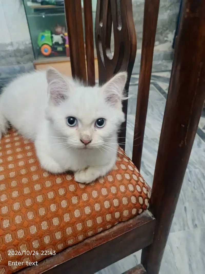 home male cats — photo 2