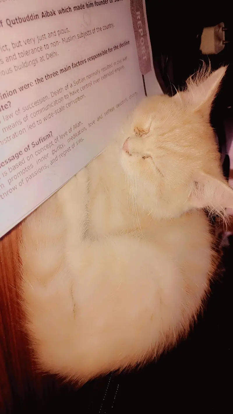 home male cats — photo 3