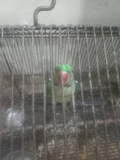 2 male hay