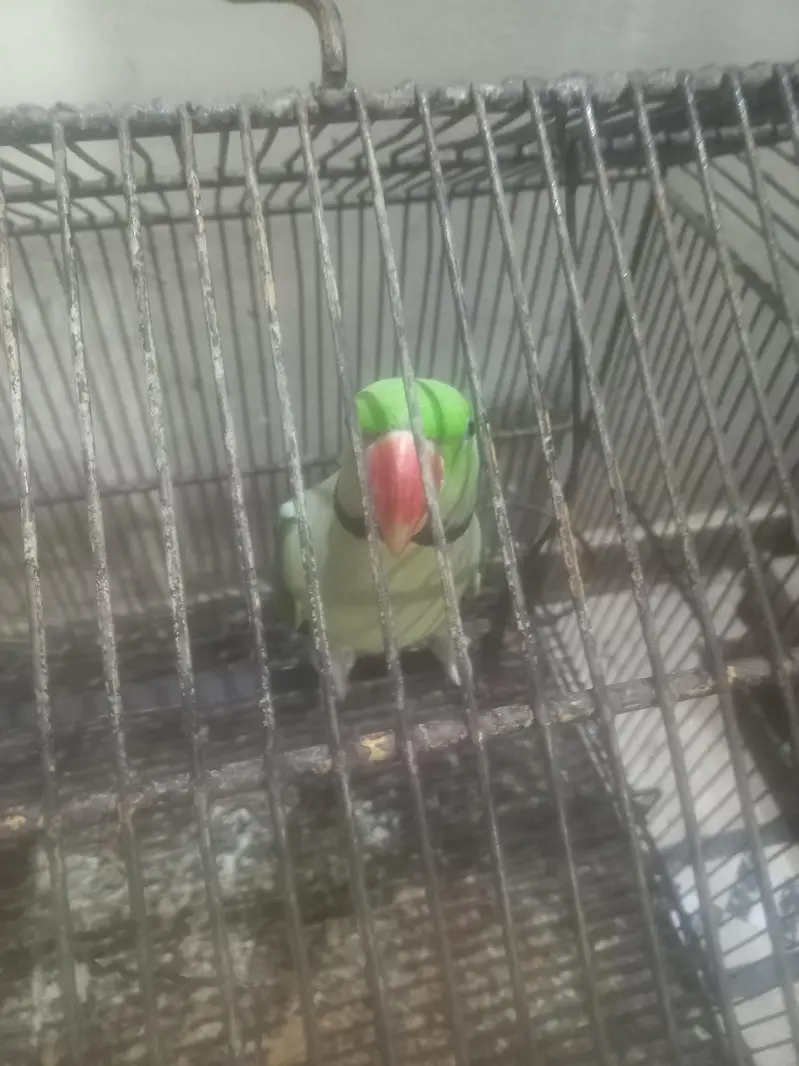 2 male hay — photo 2