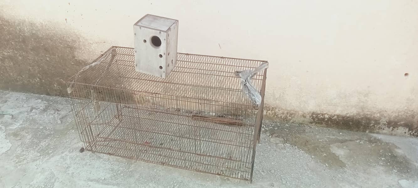 parrots cage 2