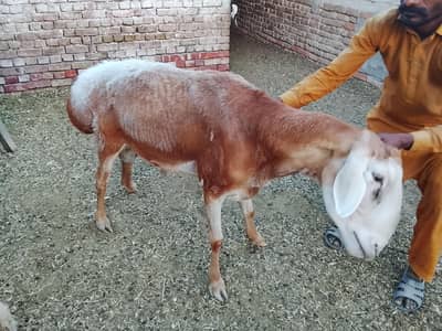 Breeder for sale