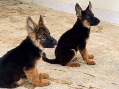 German Shepherd Puppies Long Coat and Stock Coat GSD Pair